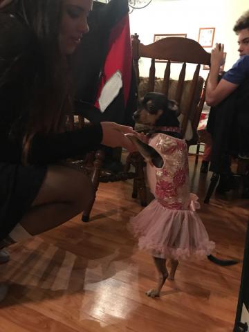 Coco All Dressed Up for the New Year 12-31-2017