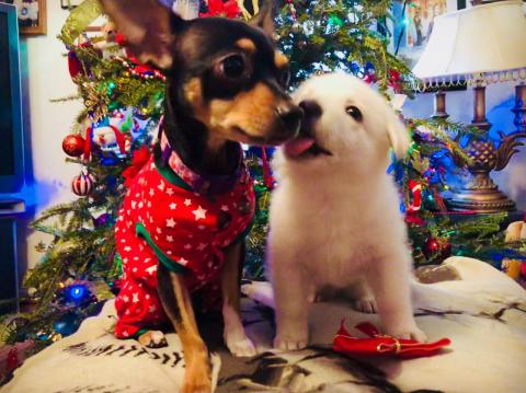 Coco and Sugar at Christmas Time 12-25-2017