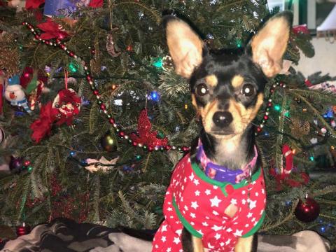 Coco at Christmas Time 12-25-2017