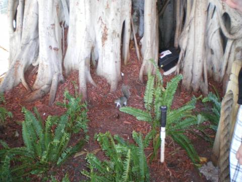 Famous Tree and a Squirrel Enjoying the Day at Bayside Market Place in Miami Florida-May 8 2009