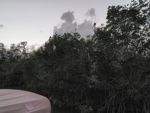 Gilbert's Resort 2 Pelicans 2-24-2018