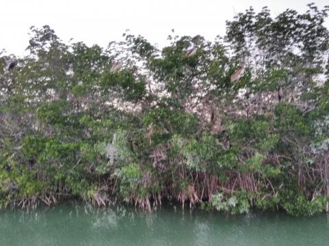 Gilbert's Resort 7 Pelicans 2-24-2018
