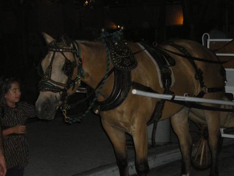 Horse Used for Wagon at Bayside Market Place in Miami Florida-May 8 2009