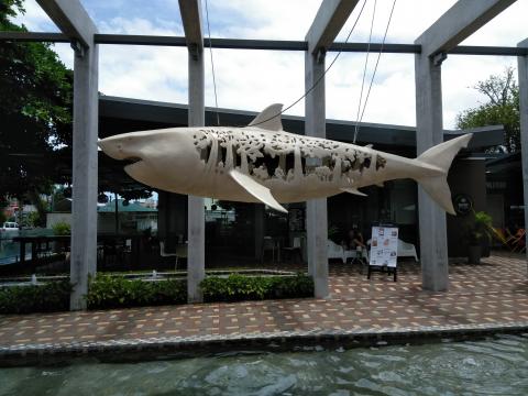 Shark Display at Jaco Walk in Jaco, Costa Rica