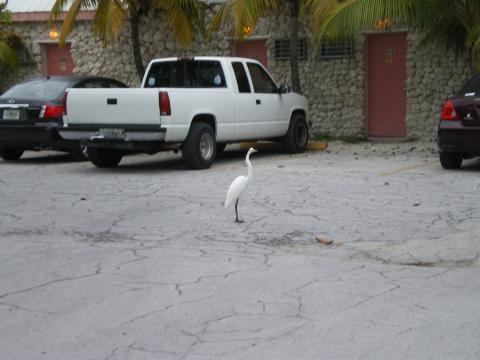 Bird in the Motel Parking Lot 10-18-2009