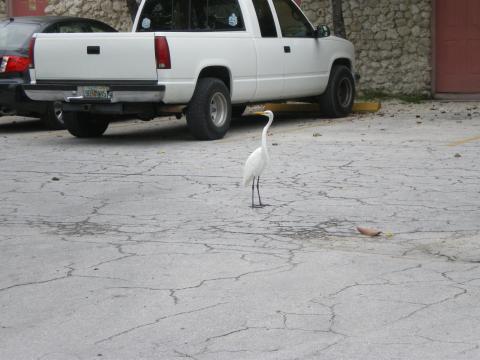 Bird in the Motel Parking Lot 10-18-2009