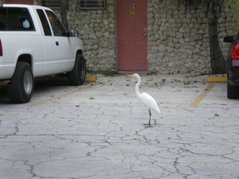Bird in the Motel Parking Lot 10-18-2009