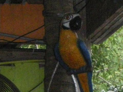 Parrot Watching You 10-18-2009