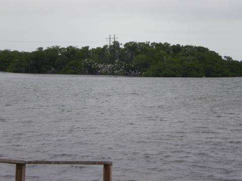 A View of Flowers Across the Water 10-18-2009