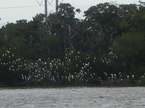 A View of Flowers Across the Water 10-18-2009