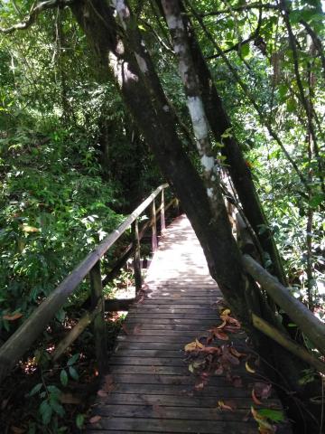 Pathway through the Jungle at Parque Nacional Manuel Antonio Park Costa Rica