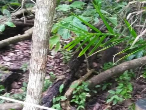 Raccoon at the Pacific Ocean Beach Picnic Area Located at Parque Nacional Manuel Antonio Park Costa Rica