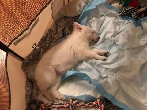 Sugar Waiting for the New Year 12-31-2017